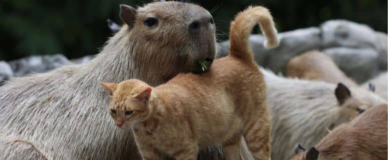 gambar kucing oyen zoo negara yang viral