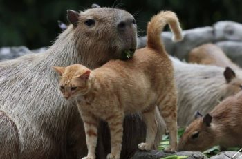 Gambar Kucing Oyen Zoo Negara Yang Viral Hingga Jadi Star & Pelaris